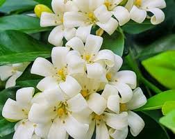 Image result for Aniseia martinicensis