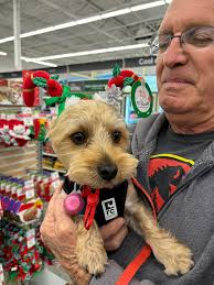Thanks for the adorable photo of your puppy in the new harness