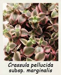 Maybe you would like to learn more about one of these? Les Succulentes Crassula Fiche D Information