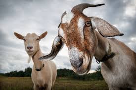 With david duchovny, vera farmiga, graham phillips, justin kirk. Which Are Better Problem Solvers Sheep Or Goats Modern Farmer