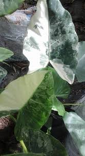 This here is my cutting of an elephant ear plant that i purchased from ebay. Facebook