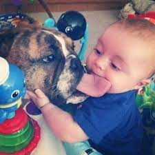 The Ellen Degeneres Show Celebrity Interview Ellen Degeneres Show French Bulldog