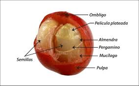 We did not find results for: Partes Del Grano De Cafe Coffee Infographic Coffee Barista