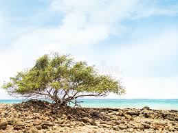 Image result for Pemphis