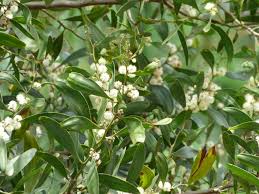 Image result for Acacia melanoxylon