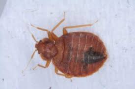 Comment éliminer et tuer les punaises de lit? Piqures De Punaises De Lit K9 Detection De Punaises De Lit Morbihan