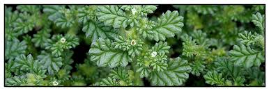 Image result for Coldenia procumbens