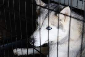 Where does colorado puppy rescue get their puppies? Denver Dogs 50 Purebred Siberian Huskies Surrendered To Denver Animal Shelters By Overwhelmed Breeder