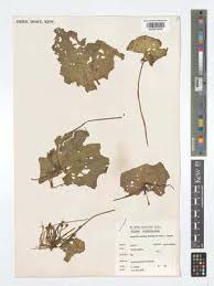 Image result for Nymphoides forbesiana