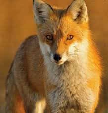 Ne propustite premijere i nove epizode vaših omiljenih serija na fox tv kanalima. Fox Sightings On The Rise In West Hartford We Ha West Hartford News