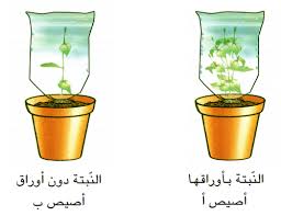 امتصاص الماء وعملية التبخر عند النبتة الموسوعة المدرسية