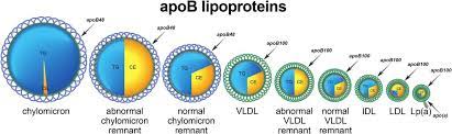 Hypertriglyceridemia And Cardiovascular Risk A Cautionary Note About Metabolic Confounding Journal Of Lipid Research