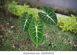 Image result for Remusatia