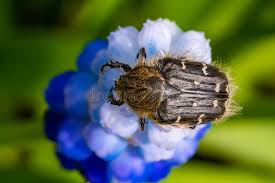 Image result for Tropinota hirta