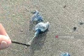 Semua foto pada gambar binatang untuk diwarnai pdf dan website ini 100% gratis. Ubur Ubur Muncul Di Objek Wisata Laut Sukabumi Antara News