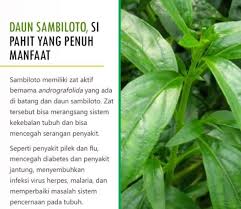 Gambar daun dan bunga sambiloto. Daun Sambiloto Kering Si Pait Dengan Sejuta Manfaat Shopee Indonesia