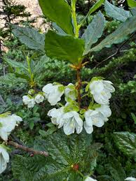 Image result for Aframomum albiflorum