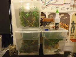 Diy Crested Gecko Tubs Diy Crested Gecko Crested Gecko Gecko