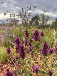 Image result for Centemopsis