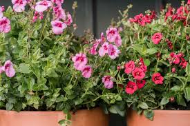 Image result for Diascia