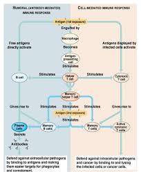 Third Line Of Defense 2014 Anatomy Physiology Training