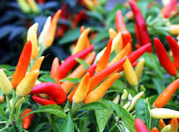 This showcases the pepper and it's. Peppers Gardening At Usask College Of Agriculture And Bioresources University Of Saskatchewan