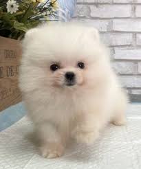 Teacup teddy bear puppies for sale in indiana, in Pomeranian Puppies For Sale In Chicago Puppyfor Me