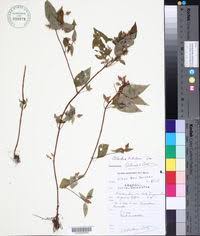 Image result for Dichaetanthera erici-rosenii