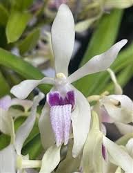 Image result for Cyrtorchis arcuata