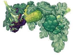 I rotate where i plant cabbage type plants and ensure they are not near each other in my gardens. All About Growing Broccoli Organic Gardening Mother Earth News