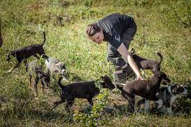 Labs are very energetic, but they are also eager to please. Tromso Husky Farm Puppy Training Experience 2021