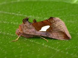 Image result for Autographa bractea