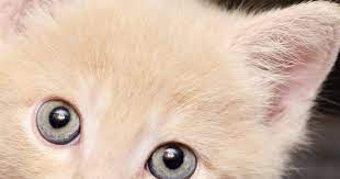 Pin By Icha Jezzicha Raessa Najwa On Kucing Wallpaper Kucing Kucing Binatang