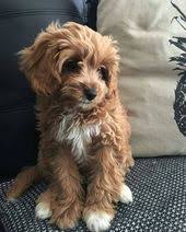 Such A Cutie Cavapoo Puppies Cute Baby Animals Cute Puppies