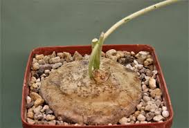 Image result for Scilla benguellensis