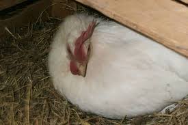 So, if you want to keep chickens for eggs, it is a good idea to choose the best chicken breeds that produce the most eggs. Top 9 Best Laying Chickens That You Ll Get More Eggs