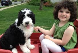 Maybe you would like to learn more about one of these? Sheepadoodle Sheepdog Poodle Mix Info Miniature Puppies Pictures