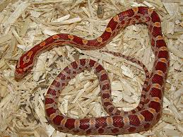 corn snake morph price guide