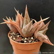 Image result for Haworthia limifolia