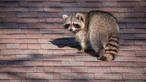 They will deal with rodents, beetles, termites, wasps, mosquitoes, roaches because pest control companies use poisons, pesticides, and chemical fumigants, they are required by law to have the correct certification. Raccoons Noco Pest Wildlife Control