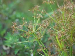 Image result for Cyperus tenuispica