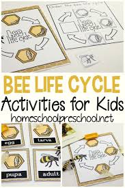 Life Cycle Of A Honey Bee For Kids Bee Activities Cycle For Kids Bees For Kids