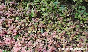 Image result for Cyathula prostrata