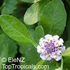Image result for Phyla nodiflora