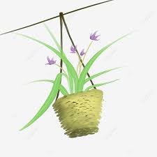 The hanging design promotes airflow around the roots, mimicking the way orchids grow in the rainforest's. Orchid Potted Potted Orchid Ornamental Flower Hanging Potted Plant Orchid Pots Potted Plants Orchids Png Transparent Clipart Image And Psd File For Free Download