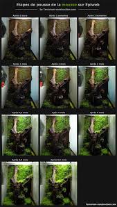 Terrarium Moss Growing Steps In Epiweb Terrarium Background Terrarium Paludarium Terrariums Gecko