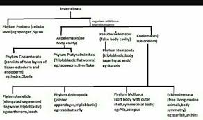 make a flow chart of invertebrates in kingdom animalia based