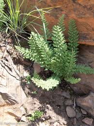 Image result for Cheilanthes hirta