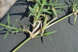 Image result for Cynodon dactylon