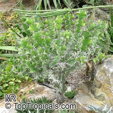 Image result for Euphorbia unicornis